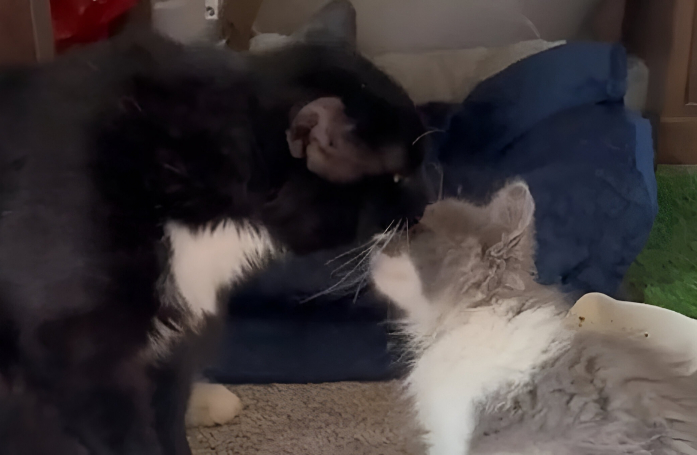 Rejeté par les autres chats de la famille, un félin sauvé de la rue reçoit un merveilleux cadeau pour briser sa solitude (vidéo)