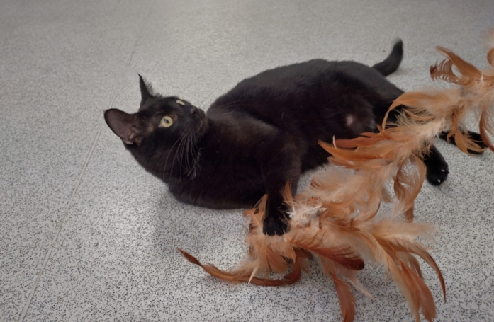 Un coup de foudre pousse une famille à parcourir plus de 800 km pour rencontrer un chat noir qui n’intéressait personne