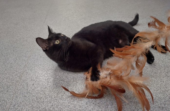Un coup de foudre pousse une famille à parcourir plus de 800 km pour rencontrer un chat noir qui n’intéressait personne