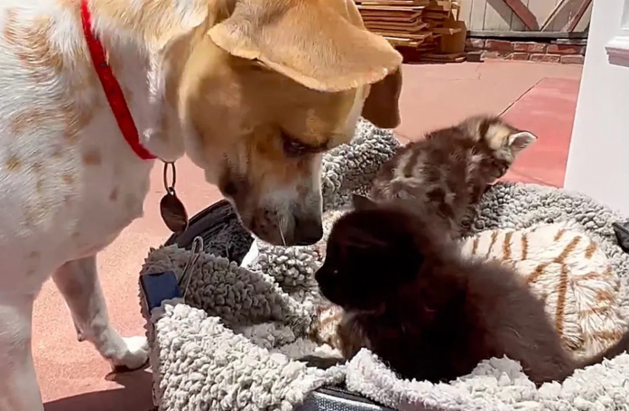 Une chienne au grand cœur offre tout son amour à des chatons errants, orphelins et malades, comme s'ils étaient ses petits