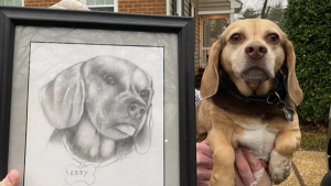 Illustration : "Chéri toute sa vie, ce Beagle âgé est abandonné à contrecœur dans un refuge avec toutes ses affaires"