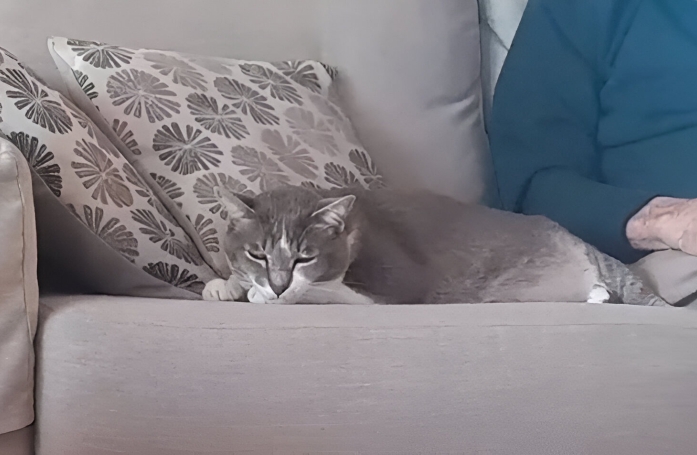 Le touchant rituel matinal d’un couple de nonagénaires avec leur chat âgé (vidéo)