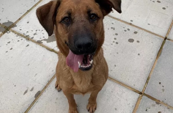 Adoptée depuis peu, cette ancienne chienne de refuge accomplit un acte héroïque pour sauver la vie de son nouveau maître