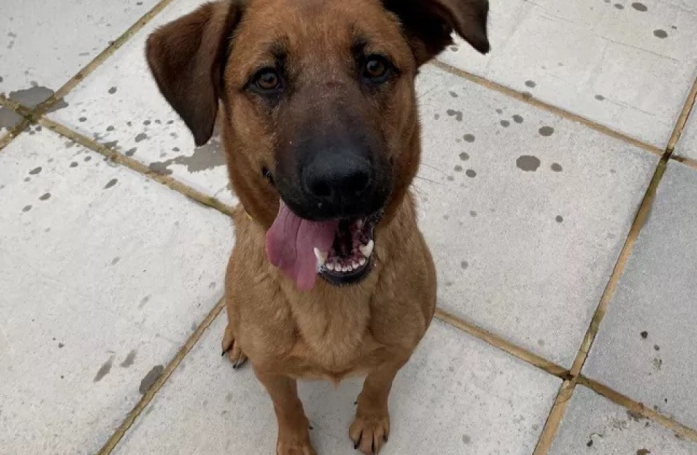 Adoptée depuis peu, cette ancienne chienne de refuge accomplit un acte héroïque pour sauver la vie de son nouveau maître