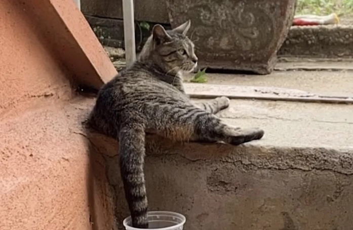 Une chatte errante fait ses adieux à la rue grâce à un bon samaritain, mais fait face à un diagnostic inattendu