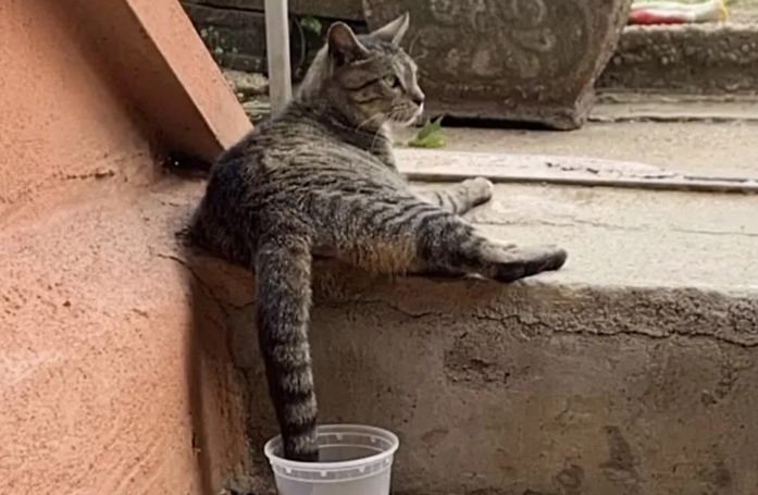 Une chatte errante fait ses adieux à la rue grâce à un bon samaritain, mais fait face à un diagnostic inattendu