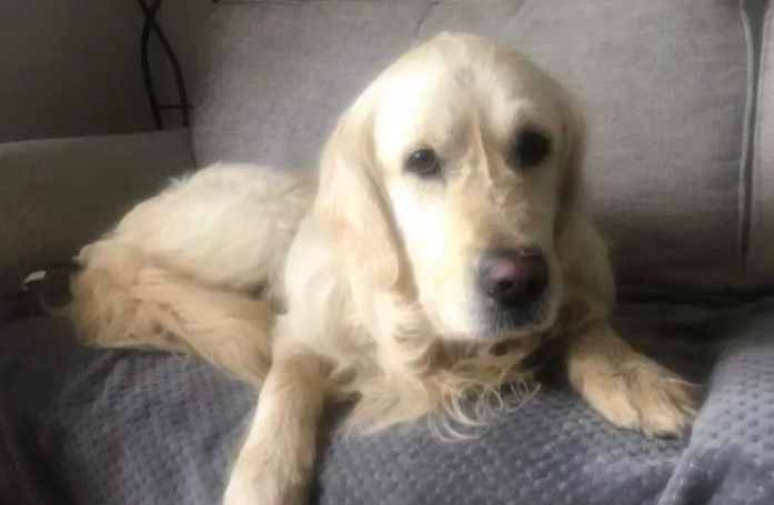 Un chien s'enfuit de son nouveau foyer et parcourt plus de 60 km dans l'espoir de retrouver la famille qui l'avait abandonné