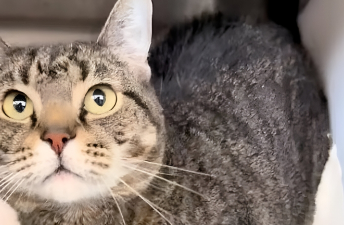 Cette petite chatte est tristement ramenée au refuge moins de 7 jours après son adoption, car elle ne s’intéressait pas assez à ses jouets (vidéo)