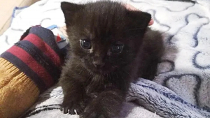 Illustration : "Ce chaton orphelin offre d’adorables marques de gratitude à la bonne samaritaine qui l’a sauvé d’une mort certaine"