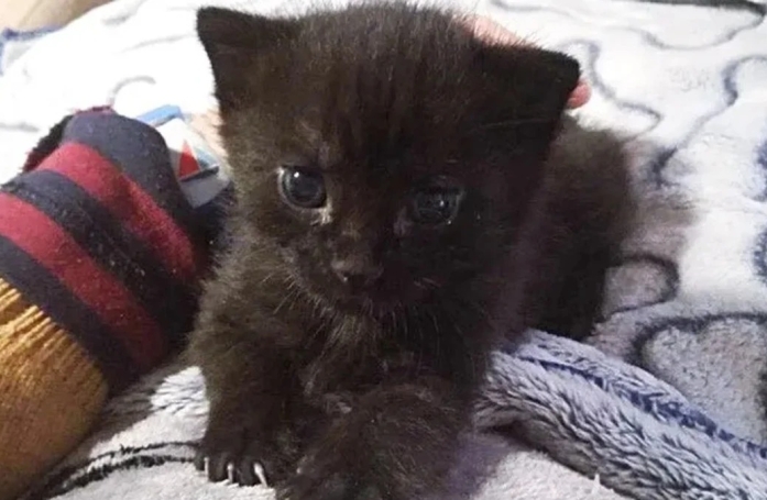 Ce chaton orphelin offre d’adorables marques de gratitude à la bonne samaritaine qui l’a sauvé d’une mort certaine
