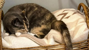 Illustration : "Jugée trop affectueuse, une adorable chatte calico est contrainte de quitter son foyer (vidéo)"