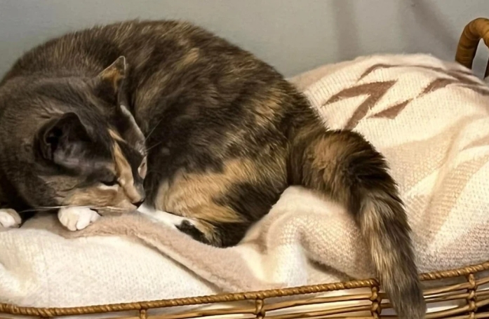 Jugée trop affectueuse, une adorable chatte calico est contrainte de quitter son foyer (vidéo)