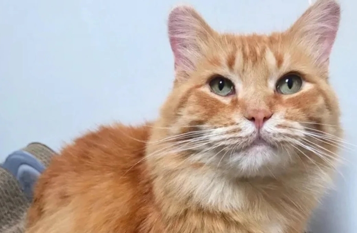 Sauvé de la rue après une mauvaise bagarre, ce chat errant devient un modèle pour les chatons de sa famille d’accueil