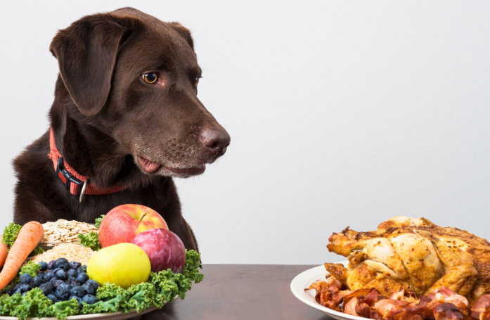 Quels sont les aliments dangereux pour un chat ou un chien ?