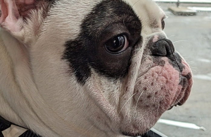 Ce Bouledogue Français qui a vécu plusieurs échecs d’adoption à cause de son mauvais comportement espère avoir enfin trouvé la bonne famille