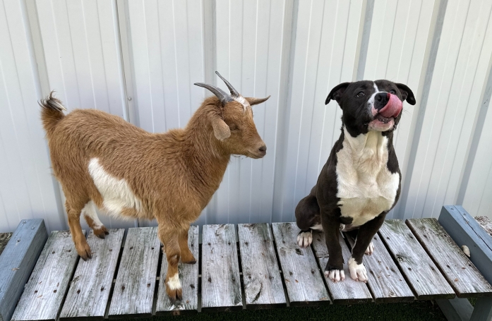 Après avoir surmonté bien des épreuves ensemble et être devenus meilleurs amis, ce chien et cette chèvre cherchent une famille prête à les accueillir tous les 2