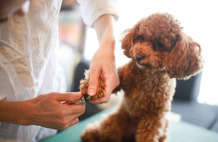 Comment couper les griffes de son animal de compagnie ?