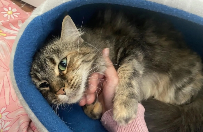 Malheureuse au refuge, une maman chat découvre le sens du mot « amour » et entame une belle métamorphose