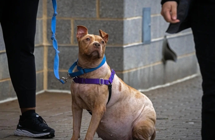 Une chienne passe une centaine de jours au refuge, car personne ne veut l’adopter à cause de sa maladie