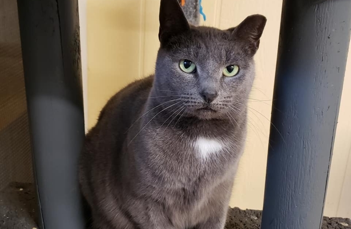 Incomprise, cette adorable chatte a dû patienter près de 7 ans dans un refuge avant qu’une famille ne s’intéresse à elle (vidéo)