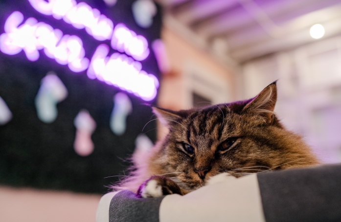 Pour leur obtenir davantage de visibilité, ce bar à chats a trouvé une manière originale de décrire ses pensionnaires adoptables (vidéo)