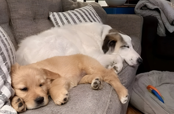 Souffrant de solitude, ce chien retrouve le sourire grâce à l’adoption d’une nouvelle petite sœur (vidéo)
