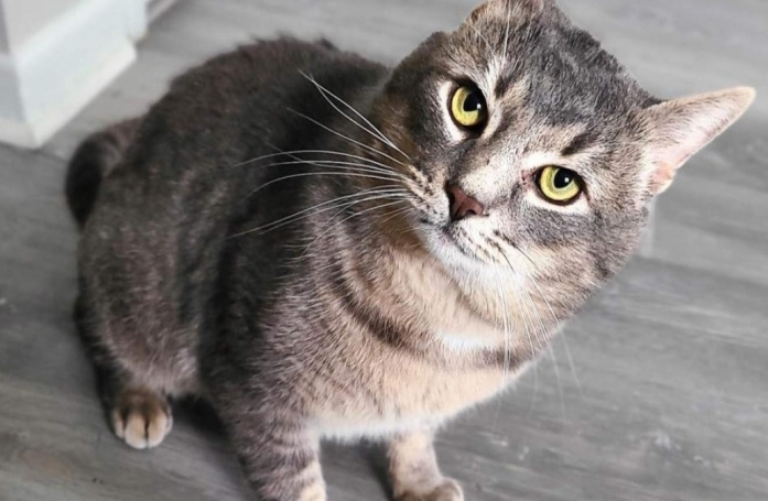 Pour une raison inexplicable, ce chat affectueux n’arrive pas à séduire les adoptants et reste le seul félin du refuge à ne pas trouver de famille