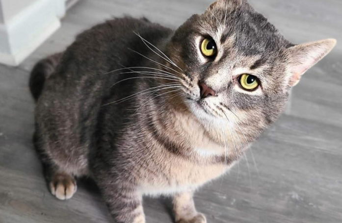 Pour une raison inexplicable, ce chat affectueux n’arrive pas à séduire les adoptants et reste le seul félin du refuge à ne pas trouver de famille