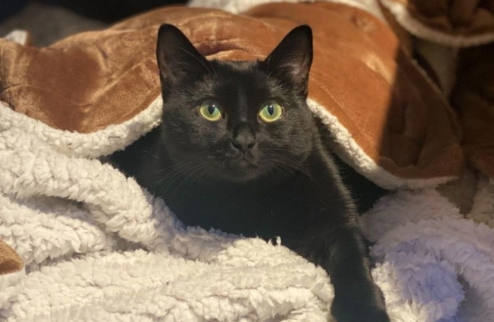 Condamnée à l’euthanasie par ses anciens maîtres, une petite chatte noire d’un an égaye aujourd’hui la vie de sa nouvelle famille (vidéo)