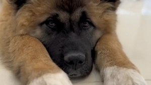 Illustration : "Après 5 adoptions ratées, cette chienne traumatisée réapprend à faire confiance aux humains et rêve de trouver une famille patiente (vidéo)"