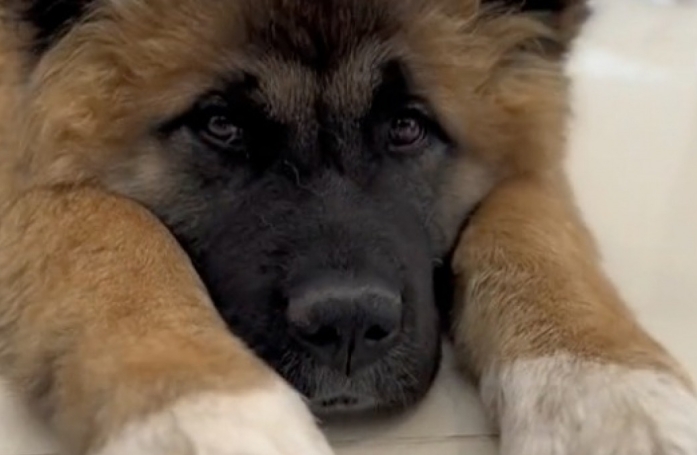 Après 5 adoptions ratées, cette chienne traumatisée réapprend à faire confiance aux humains et rêve de trouver une famille patiente (vidéo)