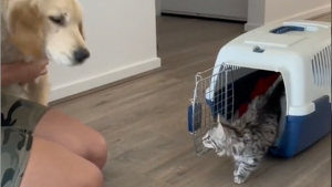 Illustration : "Une femme adopte un chaton et son chiot en fait son meilleur ami (vidéo)"