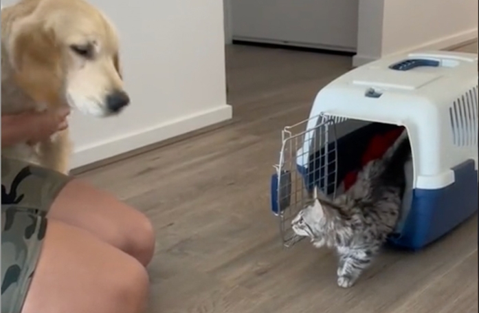 Une femme adopte un chaton et son chiot en fait son meilleur ami (vidéo)