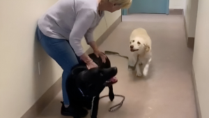 Illustration : "Lorsqu’ils découvrent qu’ils sont adoptés par la même famille, ces 2 Labradors séniors ne contiennent plus leur joie (vidéo)"