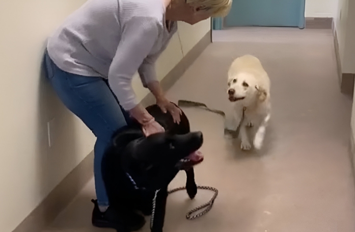 Lorsqu’ils découvrent qu’ils sont adoptés par la même famille, ces 2 Labradors séniors ne contiennent plus leur joie (vidéo)