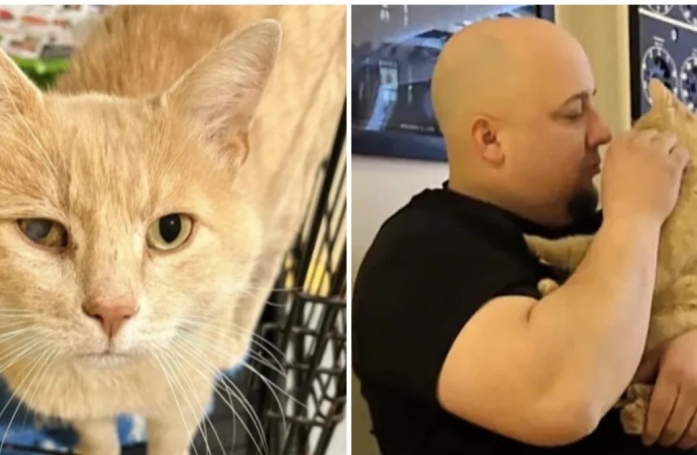La belle histoire du coup de foudre d’un homme qui n’aimait pas les chats pour un petit félin errant très affectueux