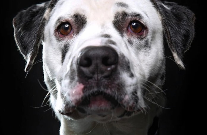 20 portraits professionnels de chiens de refuge réalisés bénévolement par un photographe qui souhaite les aider à trouver une famille d’adoption