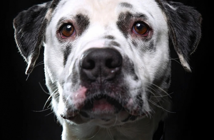 20 portraits professionnels de chiens de refuge réalisés bénévolement par un photographe qui souhaite les aider à trouver une famille d’adoption