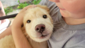 Illustration : "20 photos de chats et de chiens prêts à commencer une nouvelle aventure pleine d'amour dans leur famille d'adoption"