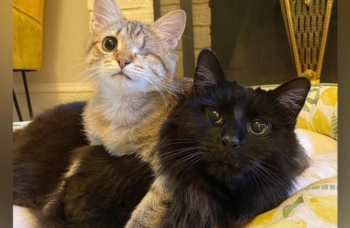 Délaissé à cause de son apparence, ce chat impressionnant se transforme en papa idéal pour les chatons de sa famille d’accueil (vidéo)