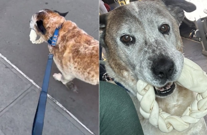 Lorsqu’il part en promenade avec sa nouvelle maîtresse, ce chien amateur de peluches a une adorable habitude