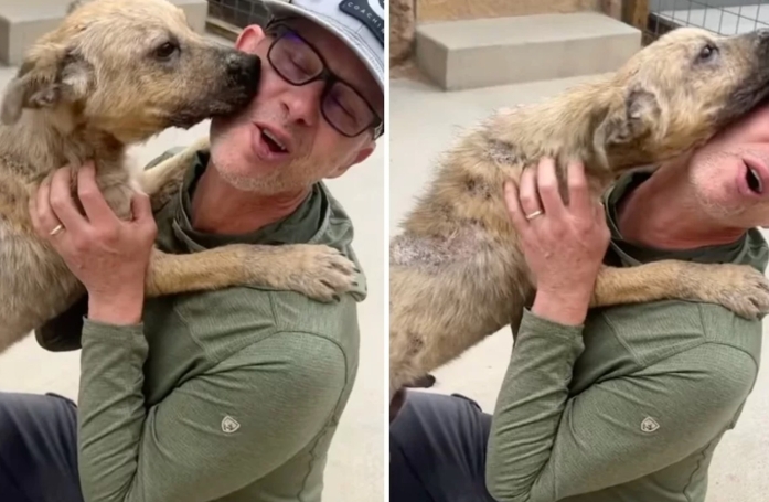 Grâce à un heureux effet du hasard, ce chien errant change de vie et explose de joie en rencontrant ses bienfaiteurs (vidéo)