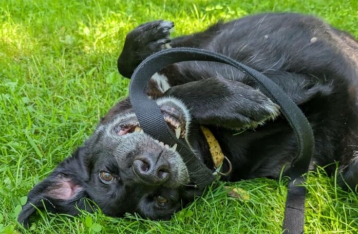20 photos de chats et de chiens qui retrouvent goût à la vie grâce à l’adoption