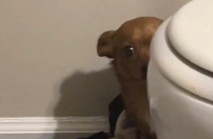 Une chienne de refuge très craintive entame une transformation émouvante grâce à l'adoption et à l'amour de sa nouvelle famille (vidéo)