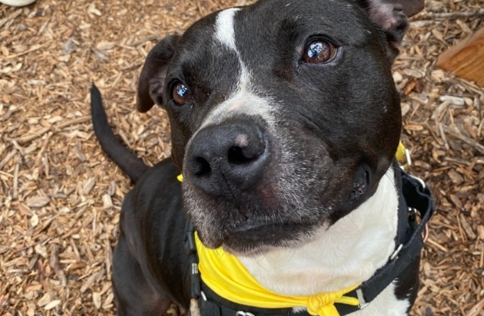 De retour au refuge une semaine après son adoption, ce gentil Pitbull avait déjà attendu 500 jours au chenil avant qu’on lui donne sa chance (vidéo)