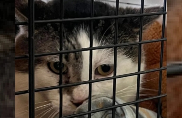 Alors qu’il cherchait un nouvel animal à adopter après la disparition de son chat 2 ans auparavant, un couple a fait une incroyable découverte dans un refuge