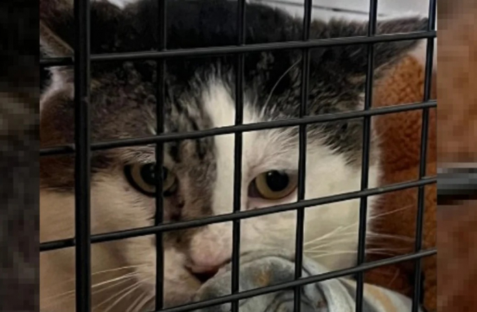 Alors qu’il cherchait un nouvel animal à adopter après la disparition de son chat 2 ans auparavant, un couple a fait une incroyable découverte dans un refuge