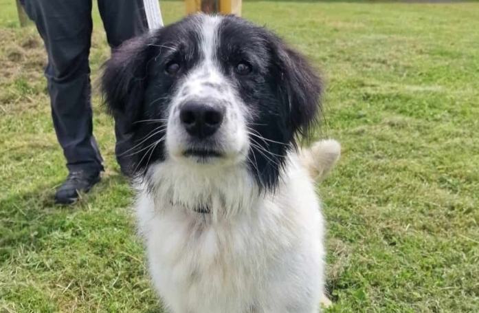 La terrible désillusion de ce chien de refuge qui souhaitait tellement être adopté lors d’une opération séduction