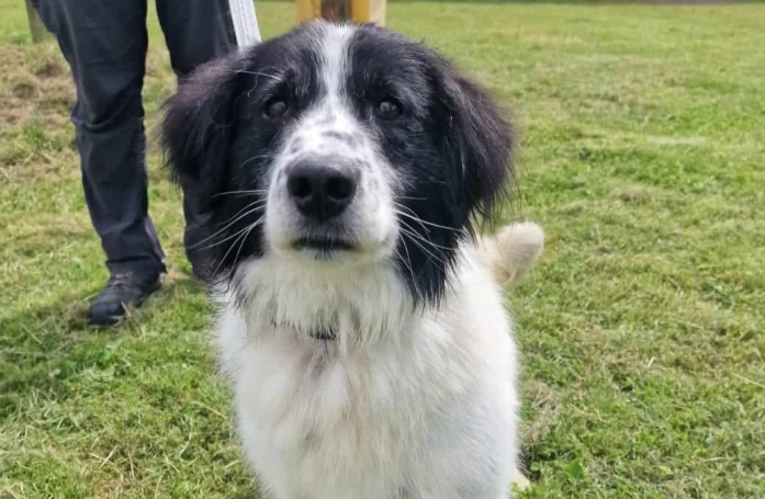 La terrible désillusion de ce chien de refuge qui souhaitait tellement être adopté lors d’une opération séduction