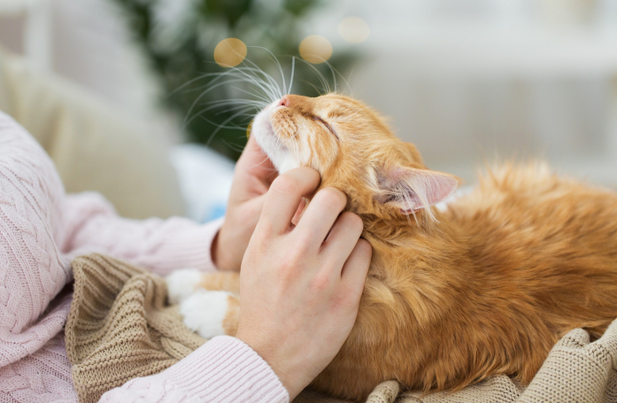Comment bien caresser un chat ou un chien ?